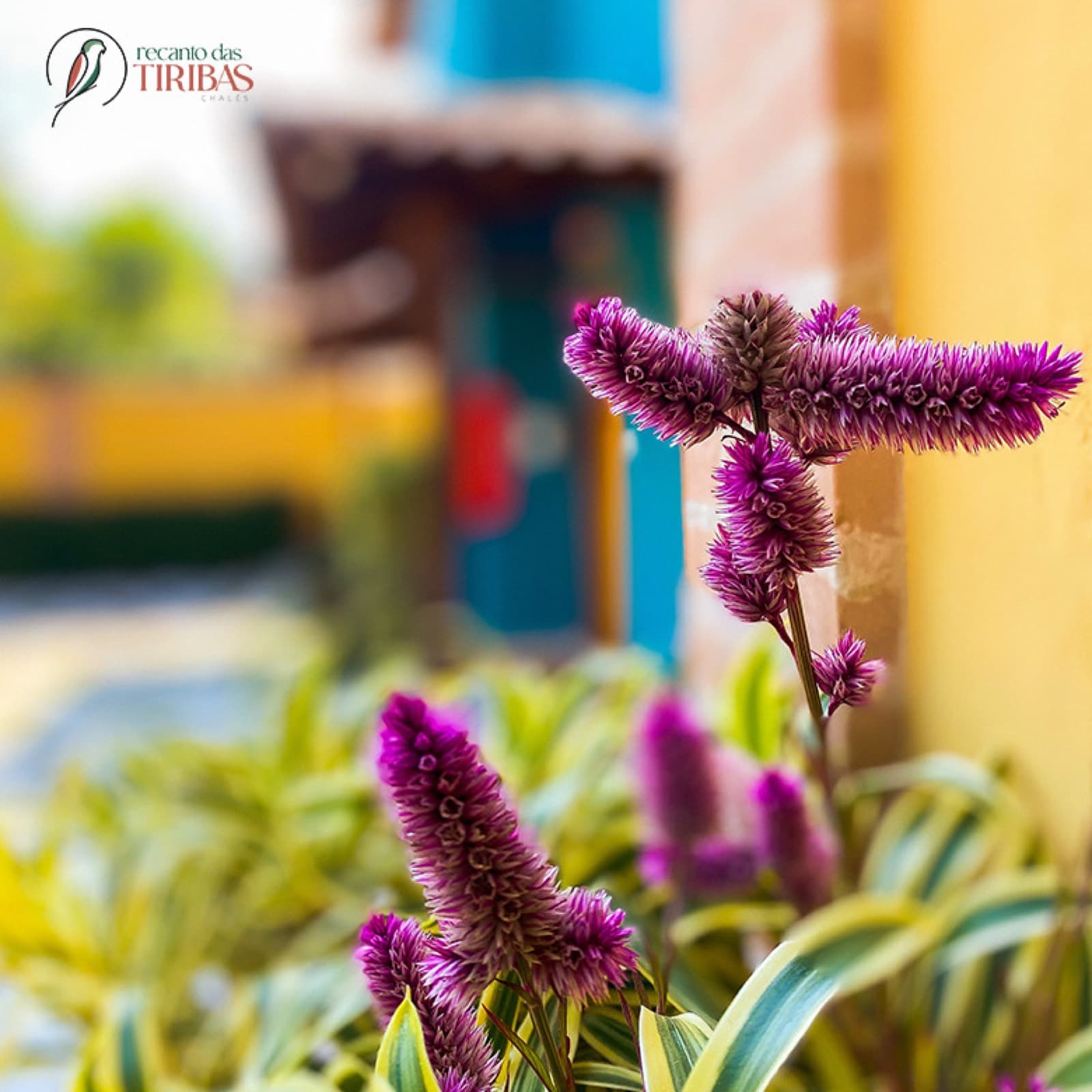 Flores roxas de celósia no jardim com os chalés coloridos ao fundo