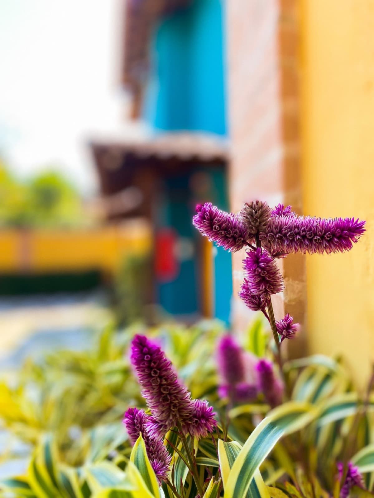 Close de flores roxas de celósia com os chalés coloridos desfocados ao fundo
