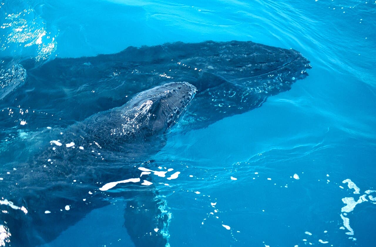 Mae e filhote de baleia jubarte na superficie do mar